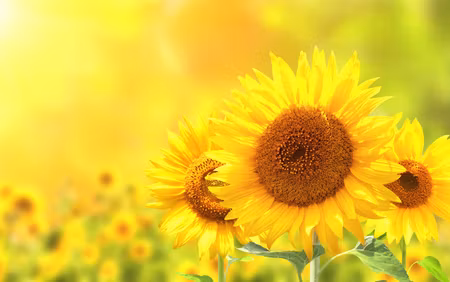 Canvastavla - Multipart Blooming Sunflowers D