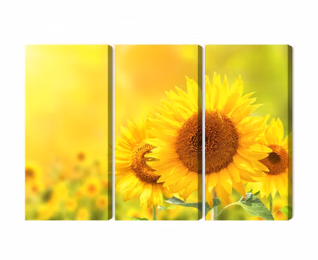 Canvastavla - Multipart Blooming Sunflowers D
