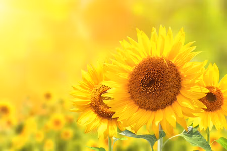 Canvastavla - Multipart Blooming Sunflowers D