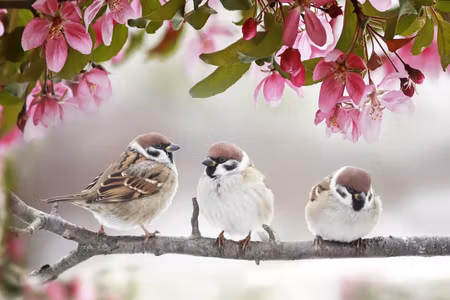 Canvastavla - Multipart Sparrows Among Flowers