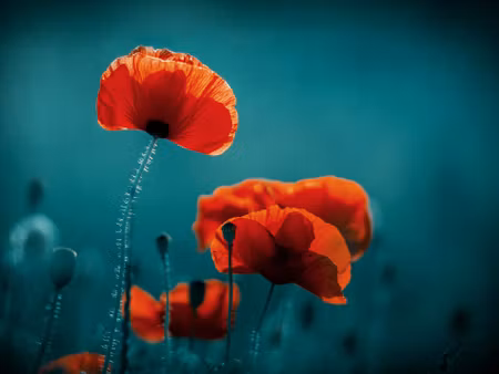 Canvastavla - Multipart Macro Poppies