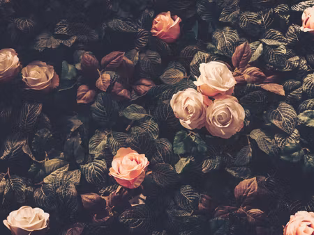 Canvastavla - Multipart Pastel Roses in Vintage