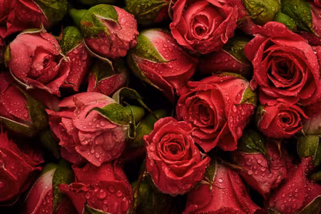 Canvastavla - Multipart Roses with Water Drops
