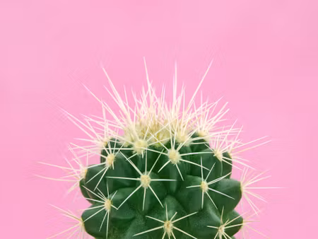 Canvastavla - Multipart Cactus on a Pink
