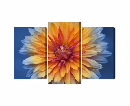 Canvastavla - Multipart Chrysanthemum Flower