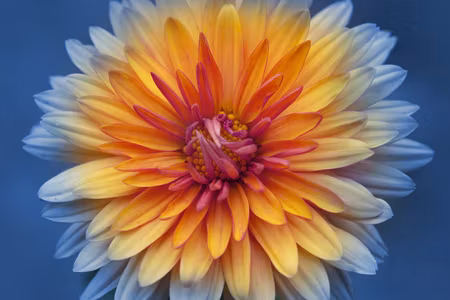 Canvastavla - Multipart Chrysanthemum Flower