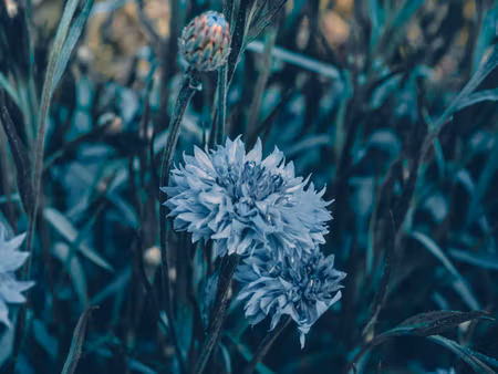 Canvastavla - Multipart Cornflowers in the Meadow