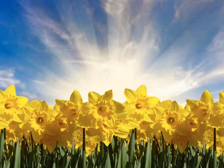 Canvastavla - Multipart D Daffodils Field