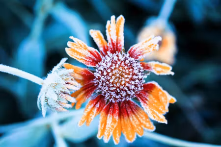 Canvastavla - Multipart Rudbeckia Flowers Covered