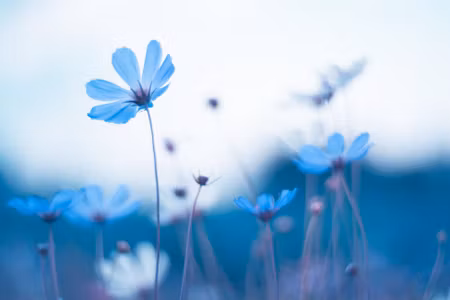 Canvastavla - Multipart Delicate Blue Flowers