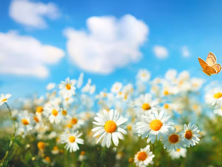 Canvastavla - Multipart D Daisy Field