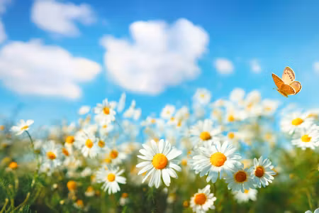 Canvastavla - Multipart D Daisy Field