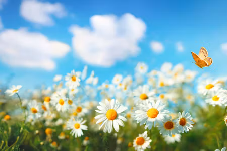 Canvastavla - Multipart D Daisy Field