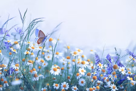 Canvastavla - Multipart Butterfly and Wildflowers