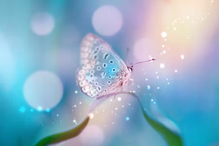 Canvastavla - Multipart a Delicate Butterfly on a