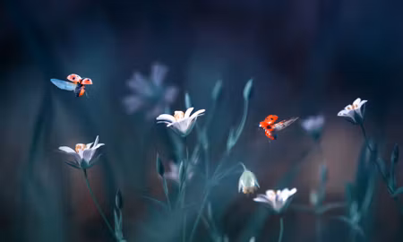 Canvastavla - Multipart Ladybugs and Wildflowers