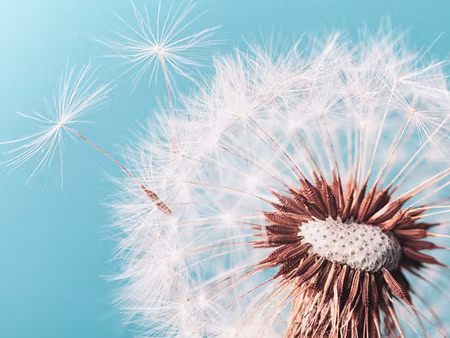 Canvastavla - Multipart Dandelion Flower on a