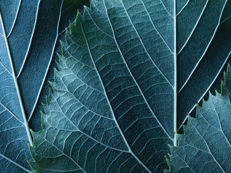 Canvastavla - Multipart Leaves in a Macro Scale
