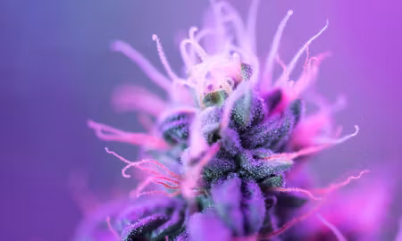Canvastavla - Multipart Macro Plant on a