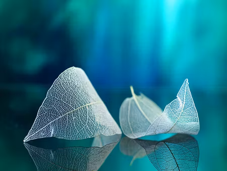 Canvastavla - Multipart Delicate Leaves Close Up