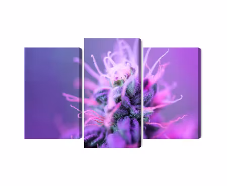 Canvastavla - Multipart Macro Plant on a