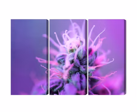 Canvastavla - Multipart Macro Plant on a