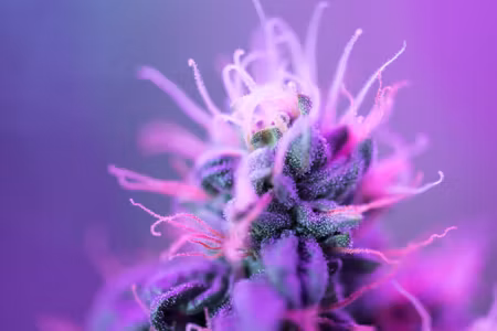 Canvastavla - Multipart Macro Plant on a
