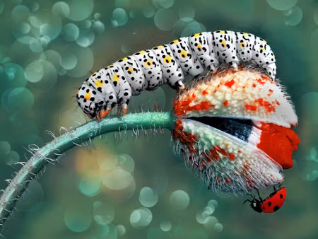 Canvastavla - Multipart a Caterpillar and a