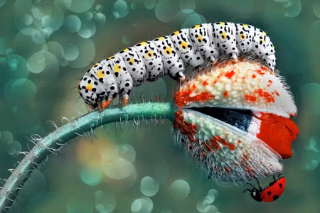 Canvastavla - Multipart a Caterpillar and a