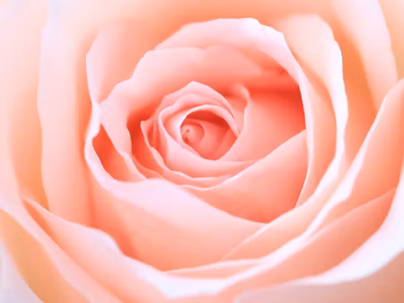 Canvastavla - Multipart Pastel Rose on a D Macro