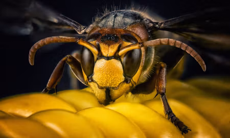 Canvastavla - Multipart Wasp on a Macro Scale