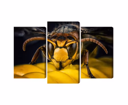 Canvastavla - Multipart Wasp on a Macro Scale