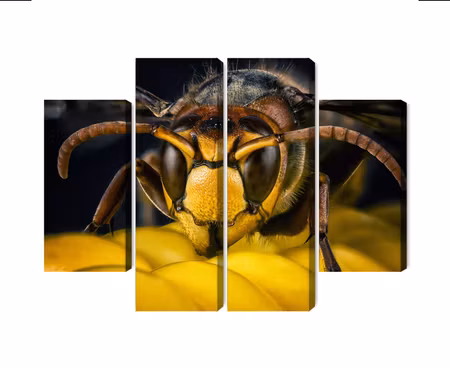 Canvastavla - Multipart Wasp on a Macro Scale