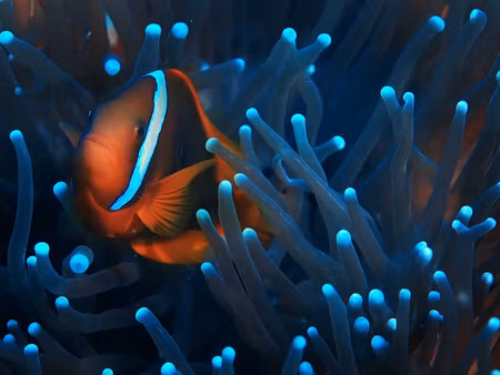 Canvastavla - Multipart Clownfish in a D Anemone