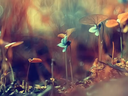 Canvastavla - Multipart Delicate Plants on a