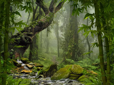 Canvastavla - Multipart the Green of the Rain