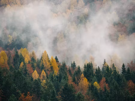 Canvastavla - Multipart Autumn Forest in Fog D