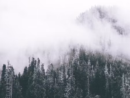 Canvastavla - Multipart a Forest Shrouded in Fog