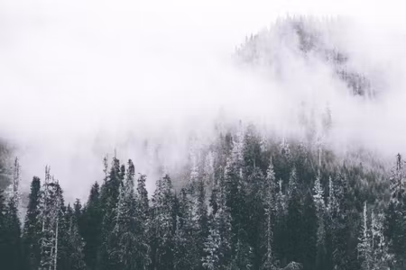 Canvastavla - Multipart a Forest Shrouded in Fog