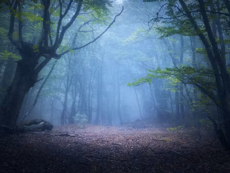 Canvastavla - Multipart Hazy D Forest Landscape