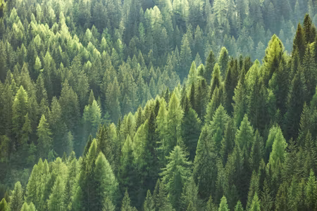 Canvastavla - Multipart the Green of the Forest