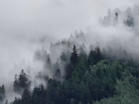Canvastavla - Multipart Green Misty Forest
