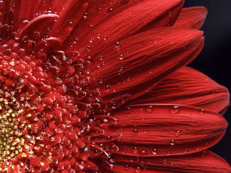 Canvastavla - Multipart Flower Petals on a Macro