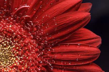 Canvastavla - Multipart Flower Petals on a Macro