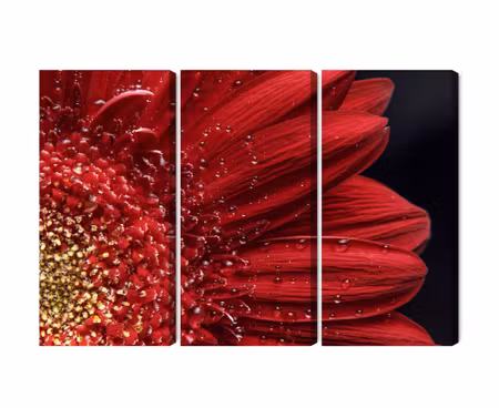 Canvastavla - Multipart Flower Petals on a Macro