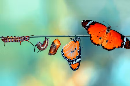 Canvastavla - Multipart Colorful Caterpillars and
