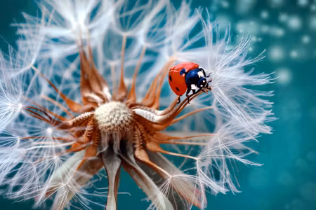 Canvastavla - Multipart Ladybug on a Dandelion on
