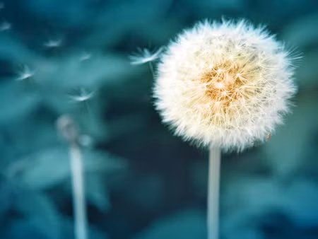 Canvastavla - Multipart Dandelion Flower Close Up