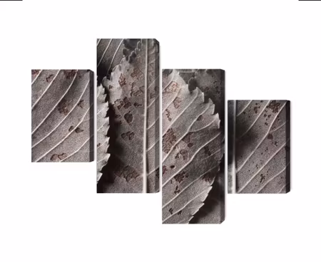 Canvastavla - Multipart Gray Leaves on a Macro