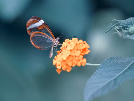 Canvastavla - Multipart Butterfly in the Summer